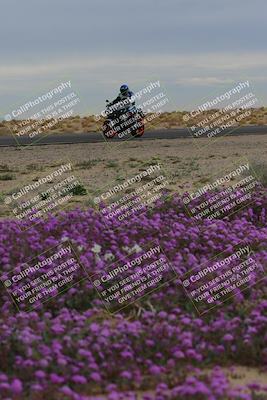 media/Jan-14-2023-SoCal Trackdays (Sat) [[497694156f]]/Turn 14 Exit Bloomig (145pm)/